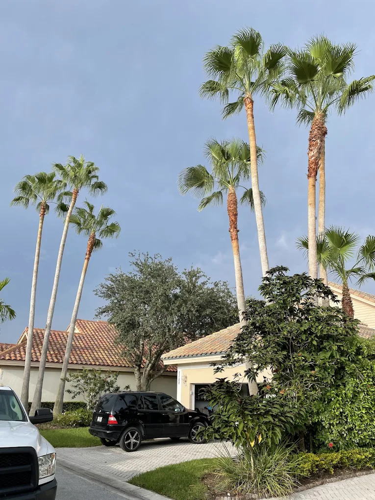 Beautiful installed palm trees