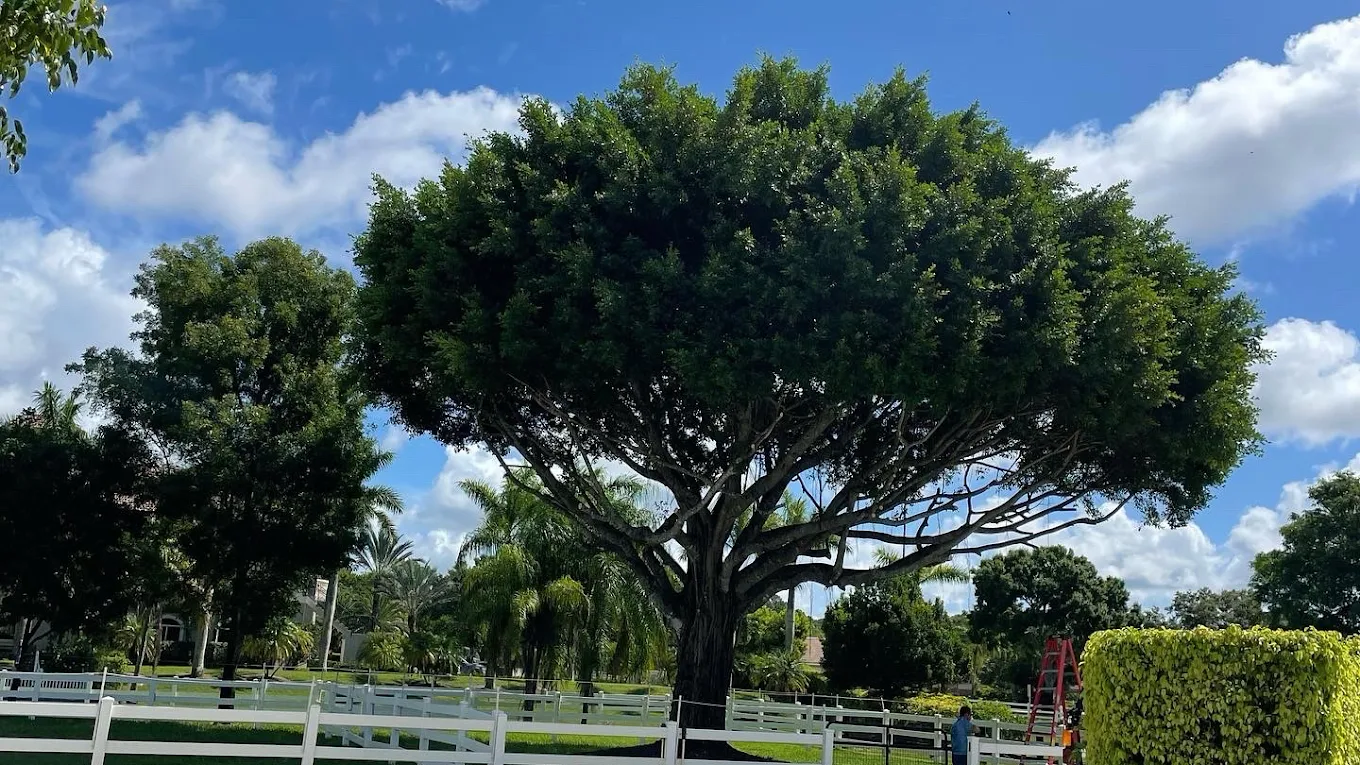 Tree Trimming & Pruning